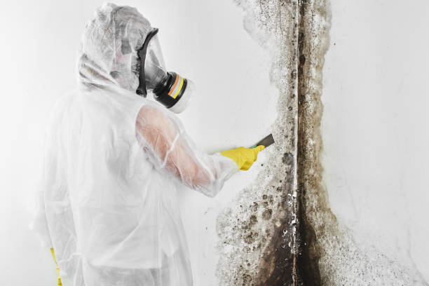 Best Commercial Mold Removal  in Coloma, MI