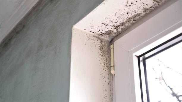 Best Mold Removal Process  in Coloma, MI