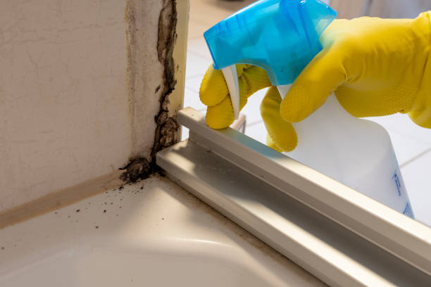 Best Residential Mold Removal  in Coloma, MI