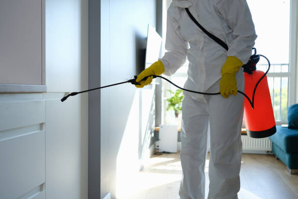 Trusted Coloma, MI Mold Removal Experts