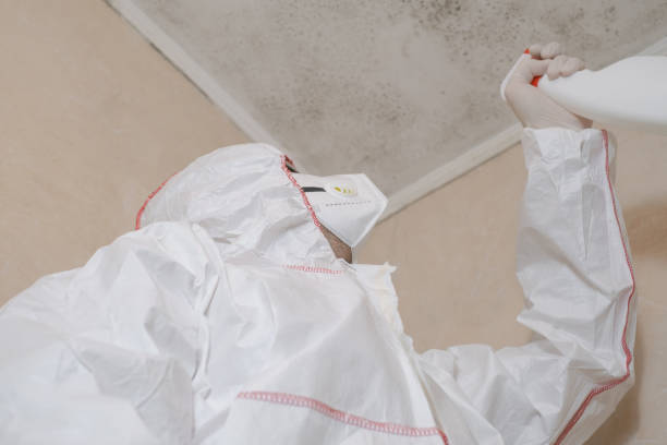 Best Mold Removal Specialists  in Coloma, MI