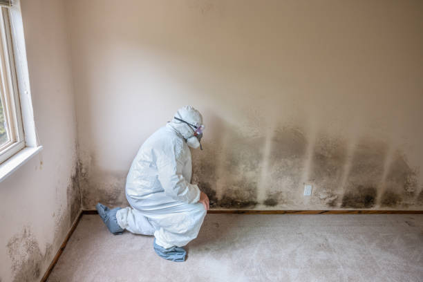 Best Attic Mold Removal  in Coloma, MI