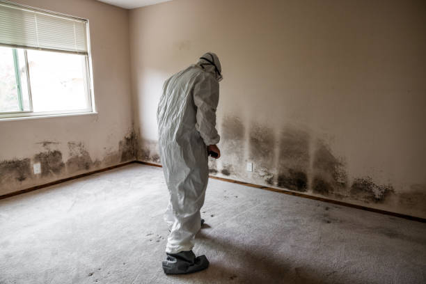 Best Certified Mold Removal  in Coloma, MI