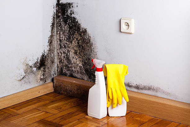 Best Mold Testing and Removal  in Coloma, MI